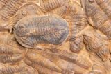 Foot Plate Of Large Asaphid Trilobites - Spectacular Display #133241-5